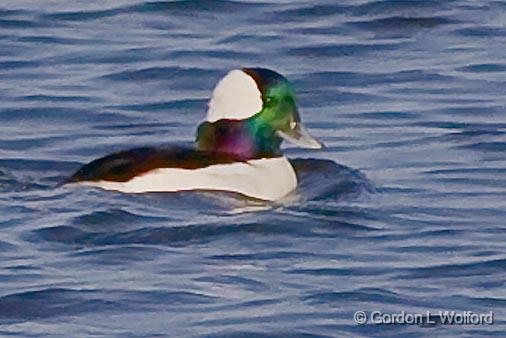 Bufflehead Duck_52304.jpg - Bufflehead Duck (Bucephala albeola) photographed at Ottawa, Ontario - the capital of Canada.